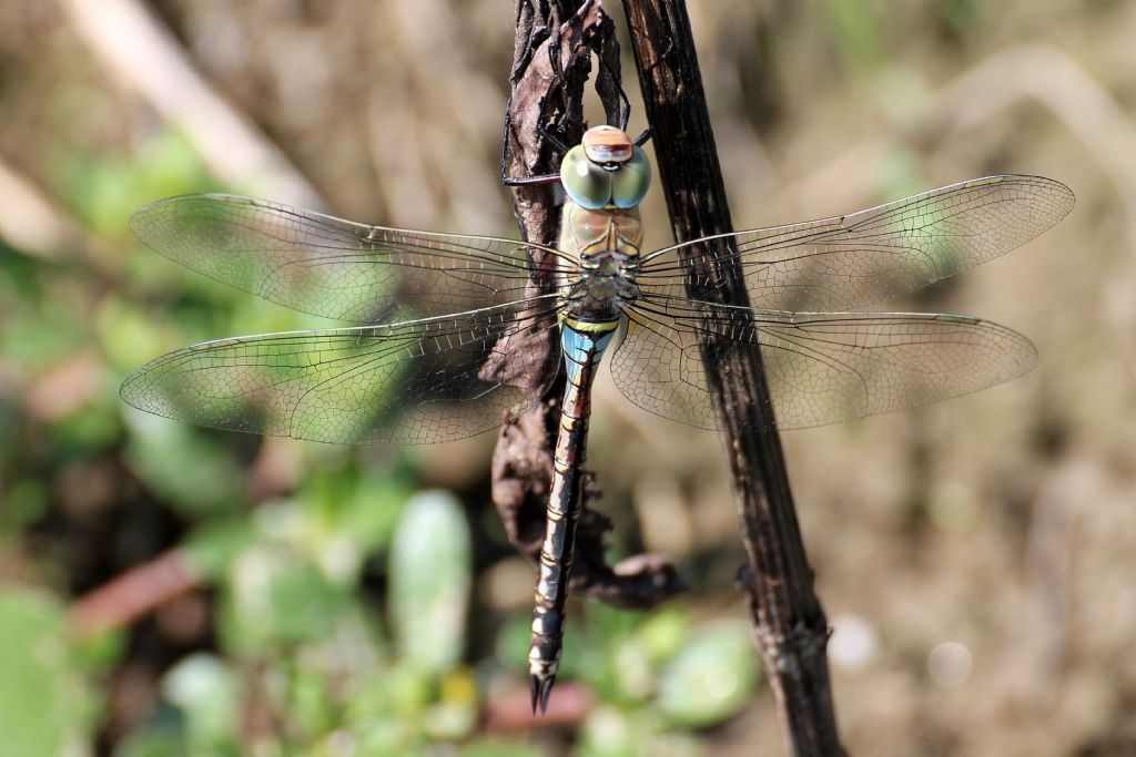 Anax parthenope?